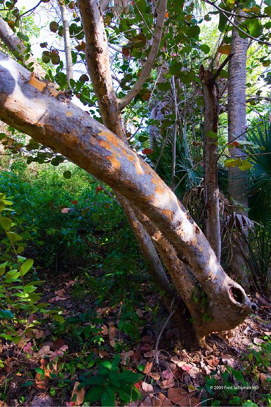 20090221_180849 D200 P1 2400x3600 srgb.jpg - Foliage, MacArthur Beach State Park